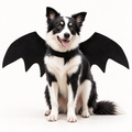 Ailes de chauve-souris pour chien – Déguisement Halloween